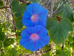 Blue Flowers of Morning glory climber