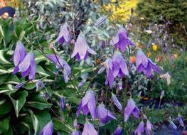 Flowers Meadow violet