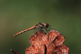 Dragonfly Blossom