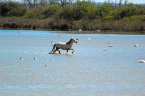 Horse Camargue
