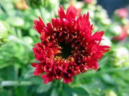 Flower Chrysanthemum Red green leaf