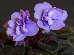 Flowers Macro