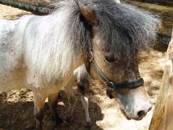 Pony Horse