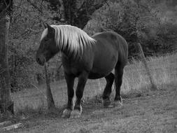 Horse Prairie