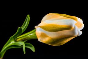 Blossom tulip black background