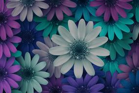 Flowers Cheerful Blossoms