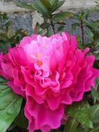 macro photo of a blooming pink peony