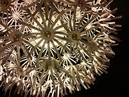 Lampshade Lamp Light