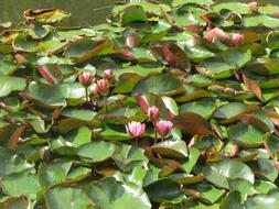 Lotus Lily Flower pond