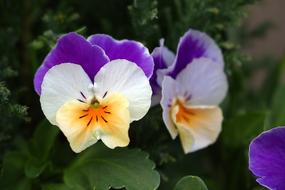 Flower Pansy white violet