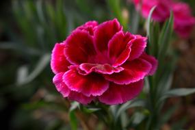 Beautiful, red, purple and pink flowers with the green leaves