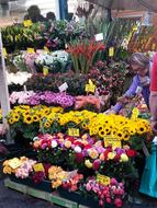 Flowers Florist