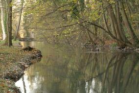 Undergrowth River