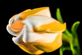 white-yellow flower close-up on a black background