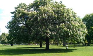 Tree Park Clissold North