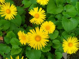 yellow garden flowers on the bush