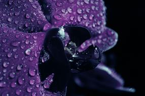 Purple Blossom and water drop