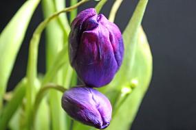 purple tulips close-up on a blurred background