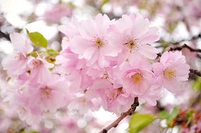 Cherry Blossom Pink