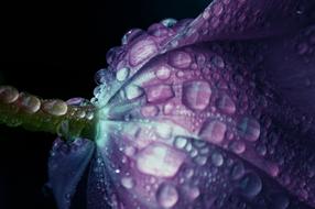 water drops on purple tulip close up