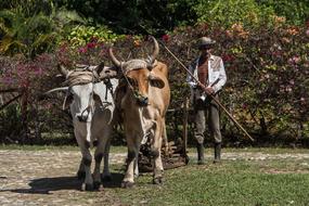 Agriculture Ox Livestock