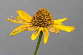 Flower Summer Hat yellow