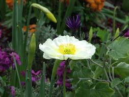 Iceland Poppy White Flower Spring