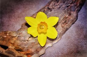 Narcissus, yellow Flower on wood piece