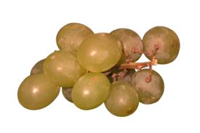 grapes isolated yellow