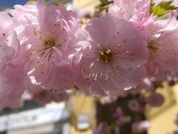 pink Bremen Spring April