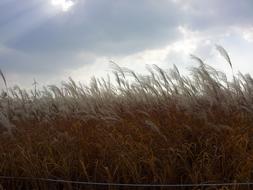 Sky Park Silver Grass