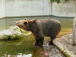 Brown Bear Enclosure