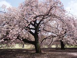 Japanese cherry, Blossoming Tree on sunny day