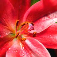 Lily Pink macro photo