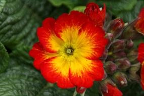 Flower Spring Petals red yellow