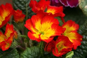Spring orange and yellow Flower Petals