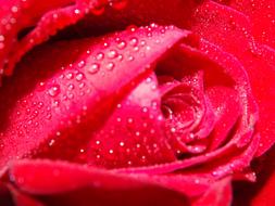Water drops on a red rose on the wallpaper