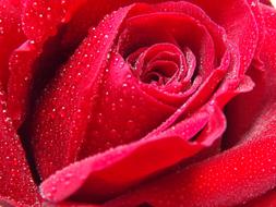 Close-up of the beautiful, gradient, red rose flower with the dew water drops