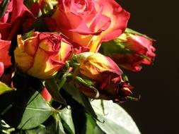 Bouquet of the beautiful and colorful rose flowers, with the green leaves, in light, at black background