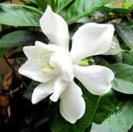 Gardenia Jasminoides