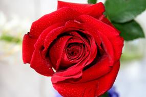 red half open rose close up