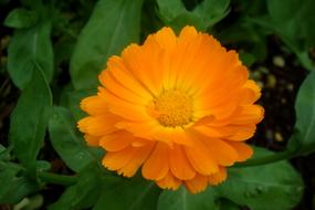 Orange Flower Petals and green leavea