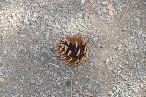 Pine Cones Brown Tap Fir