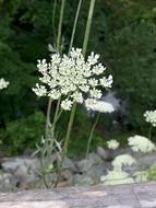 incredibly beautiful Flower Summer Grow