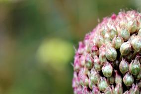 small Pink hydrangea Flowers