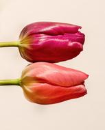 Two beautiful pink, red and purple tulip flowers on the white surface in Holland