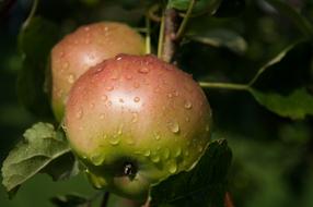 Apple Rain Leafs