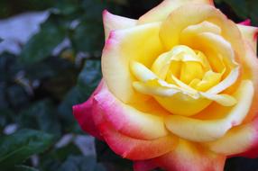 Rosa Flower Yellow Pink green leaf