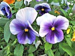 Pansy Flower Summer Garden Purple