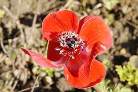 cute Anemone Red Blossom